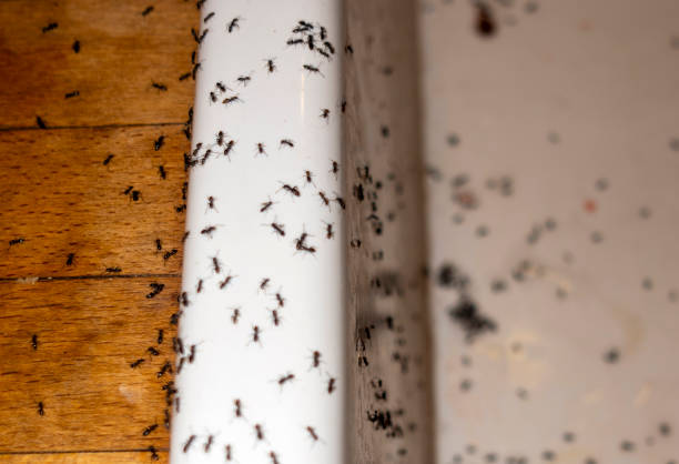 Flea Control Services in Dodgeville, WI